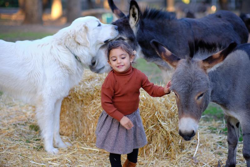 Little girl smiling between a Great Pyrenees and a donkey