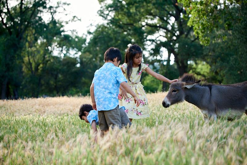 Children in a wheat field, a girl reaching out to a grey donkey