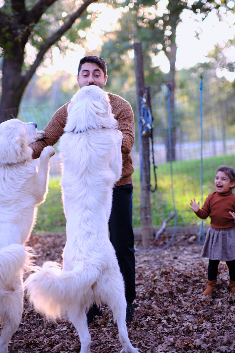 Father laughing as two Great Pyrenees jump up on him